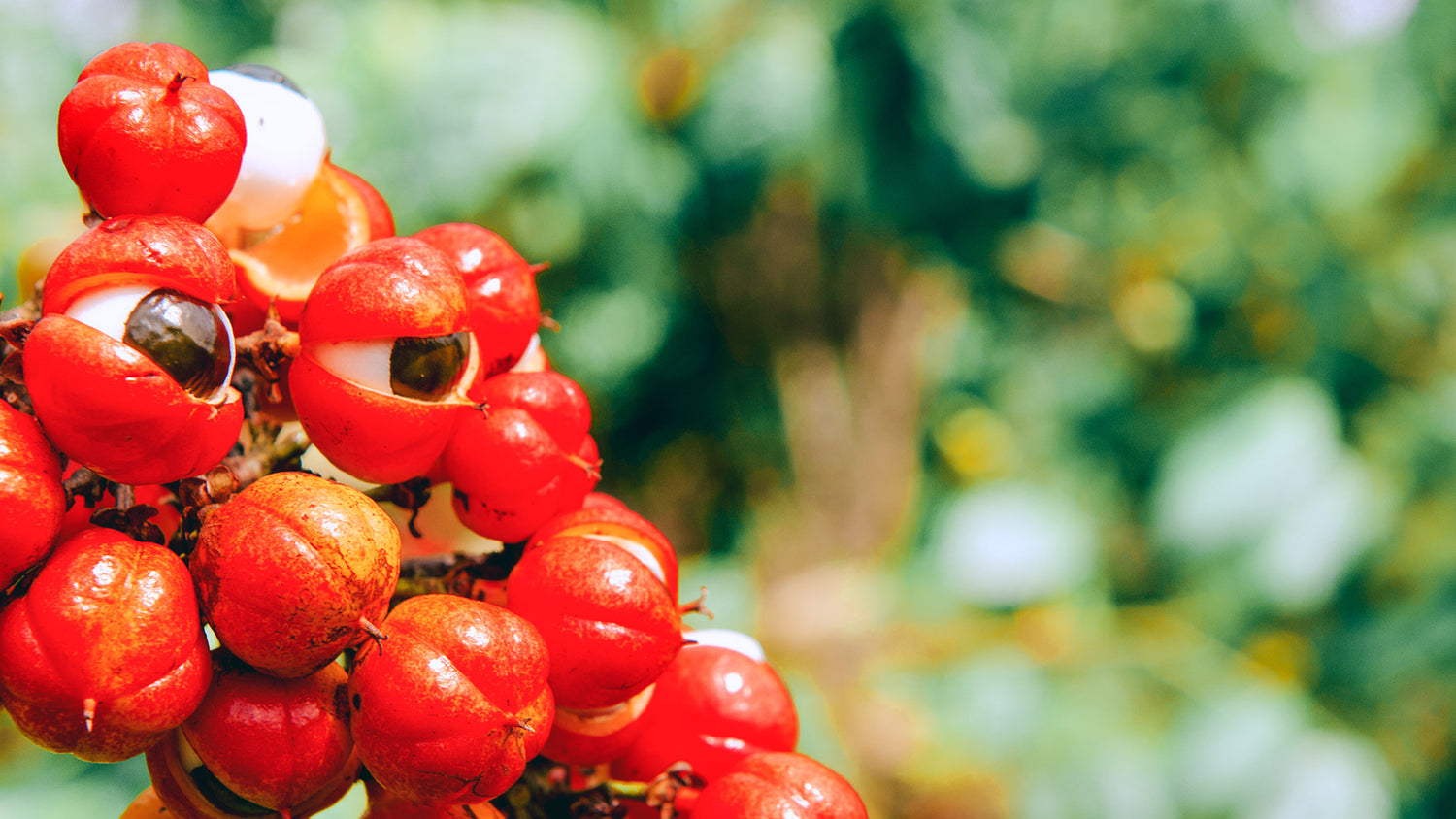 Le guarana : coup de boost naturel pour oublier le café